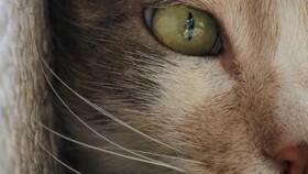 猫之城最新爆料视频网站,最新爆料视频网站带你探秘喵星人的网络世界 第2张 猫之城最新爆料视频网站,最新爆料视频网站带你探秘喵星人的网络世界 第2张